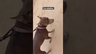kisi bhai ko chahiye ho to Comment kre...Free adoption #viralvideo #viralmoment