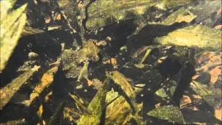 Cryptocoryne pygmaea in Palawan Island　-DIscoveryPlanet-