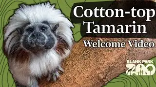 Cotton-top Tamarin | Welcome to Blank Park Zoo