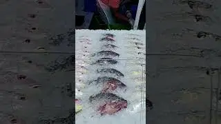 amazing fish display #shorts