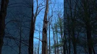 This tree is not willing to give up.