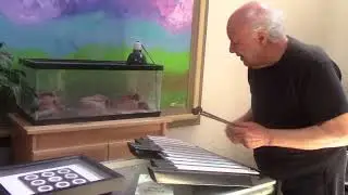 E.J. Gold 🎶✨ A Little Song for Archimedes the Gecko Lizard