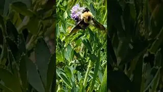 Bumblebee Foraging on Alfalfa Flowers For Nectar in South Dakota! #pollinators #bumblebee #alfalfa