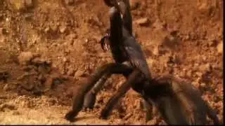 Tarantula Trailer