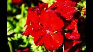Red Geranium Flowers
