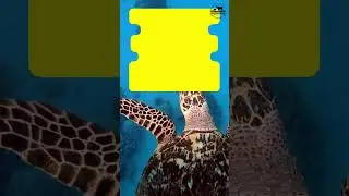 How Long Do Turtles Live?