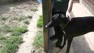 GreyhoundHomers current homeless hounds.