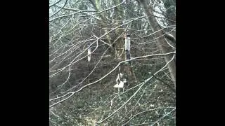 RSPB Big Schools's Bird Watch