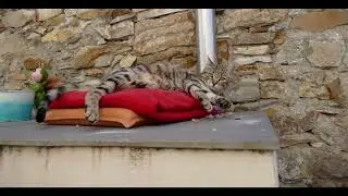 Cipressa - Ligurie (Italie) #ligurie #italie #chat #village