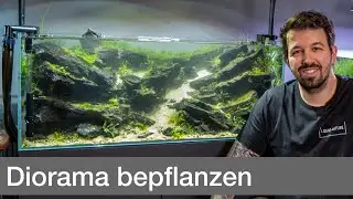 Bepflanzung vom 160L Diorama Wettbewerbsaquarium! | Liquid Nature