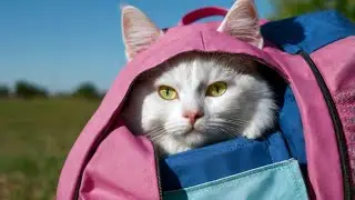 🐾 Cat Twist&rsquo;s Love for Backpacks: Curiosity, Comfort & Cuteness! 🎒