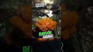 Is this a plant or an animal - Sea Sponge | Curious Fanatic #sponge #aquatic #animals