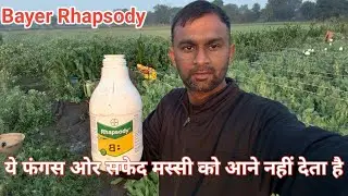 Rhapsody का रिजल्ट काफी अच्छा मिला है अभी तक 3 स्प्रे हुए है कोई फंगस नहीं है /bayer Rhapsody 