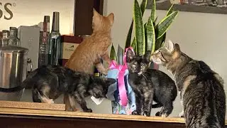 Hoarding