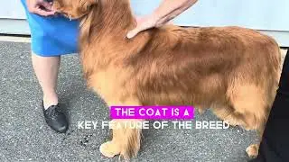 How to judge a Golden Retriever@a dog show