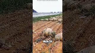 China&rsquo;s Smart Onion Framing and Harvesting🤯 #short #china #smart #onion #farming #harvest #facts