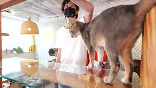 【アビシニアン】ネコカフェMONTAオーナーにあまえるアビィさん