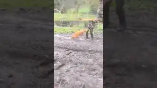 Fox hunting at midnight #youtube #wildanimalshunting #foxhunting #wildanimalhunting