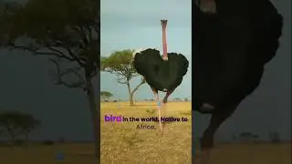 Ostrich information in english,ostriches bird video.      #trending #big bird #africabird #animals