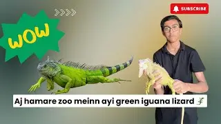 Most Beautiful iguana | Meet the Most Beautiful Iguana in Our Zoo! | Hmari iguana | Pir Ali Reptiles