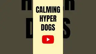Calming Hyper Dogs #shorts How to Calm a Hyper Dog | How to Calm Down Hyperactive Dogs