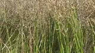 Direct Cutting Winter Canola