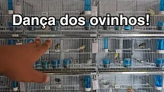 Distribui&ccedil;&atilde;o de ovos galados/Ovos c&oacute;pia dos ovos de pintassilgo 