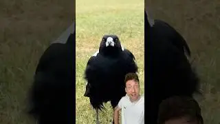 Сорока &mdash; это УГРОЗА