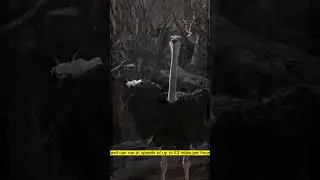 САМАЯ БОЛЬШАЯ ПТИЦА В МИРЕ 🔥 страус
