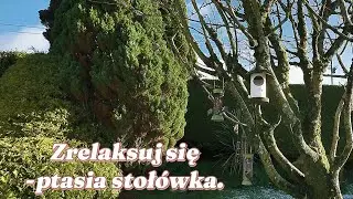 Dokarmianie ptaków zimą.