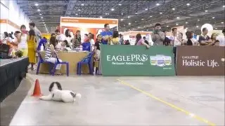 DTA 16th Dog Obedience Competition -Open Class Winner
