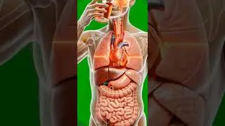 Apple Inside the Body #Apple #HumanBody #3DAnatomy #HealthVisual #MedicalArt