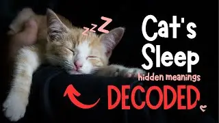 Why Does Your Cat Sleep With You? Unveiling the Hidden Meaning of Your Cat's Sleep Spot