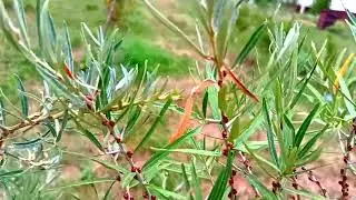 Cătina - anul 3 de la plantare se pregătește pentru fructificare.