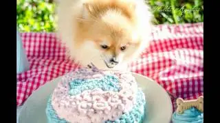 Dog Cake Smash - Thalita Agostini fotografia