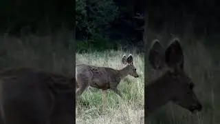 Mule Deer