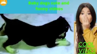 baby dogs cute and funny dog videos | Dog doing funny things | dog vines 2021 #funnybabydog #cutedog