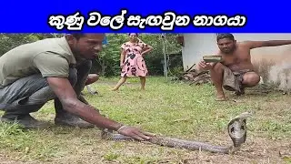 Catching a Cobra in a Hole | වලට බැස්ස නාගයා | Snake Saver HK | 30 June 2024