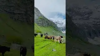 Traveling Mountain Domestic yak haram Haramosh Valley #youtuber #shortvideos #ytshorts #mountains