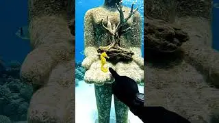 I Found a Seahorse on an Underwater Statue 🐴