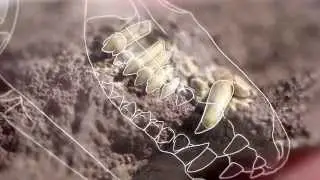 What Can Fossil Teeth Tell Us? &mdash; HHMI BioInteractive Video