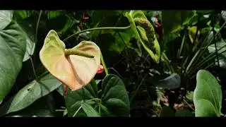 Anthurium Varieties at Rosegardens, Karadipara Munnar