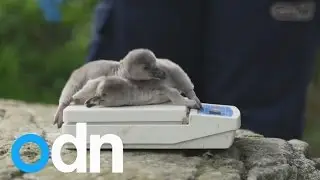 Cracking news as penguins hatch at Chester Zoo