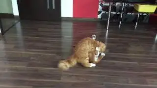 Бассет хаунд против кота. Basset ws cat.