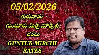 5 February 2026 GUNTUR MIRCHI MARKET RATES గుంటూరు మిర్చి మార్కెట్ ధరలు 