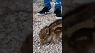Jabato con pocas semanas. Wild boar cub.