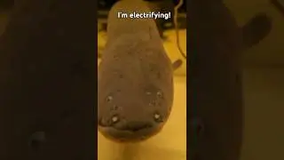 Would you get this close to an electric eel?