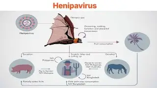 HenipaVirus