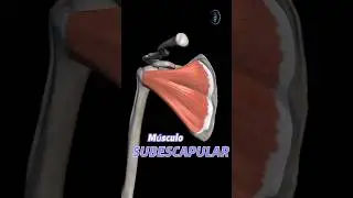 Anatom&iacute;a r&aacute;pida del m&uacute;sculo SUBESCAPULAR #manguitorotador #anatomia