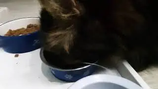 очень проголодался